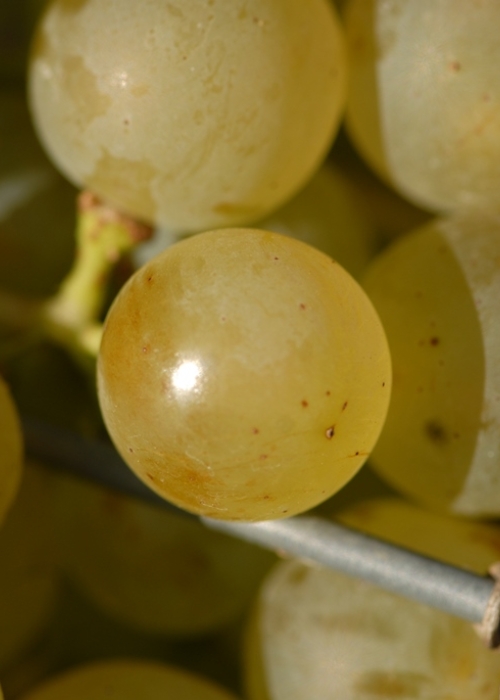 weisser Heunisch ANT 0509 (5)